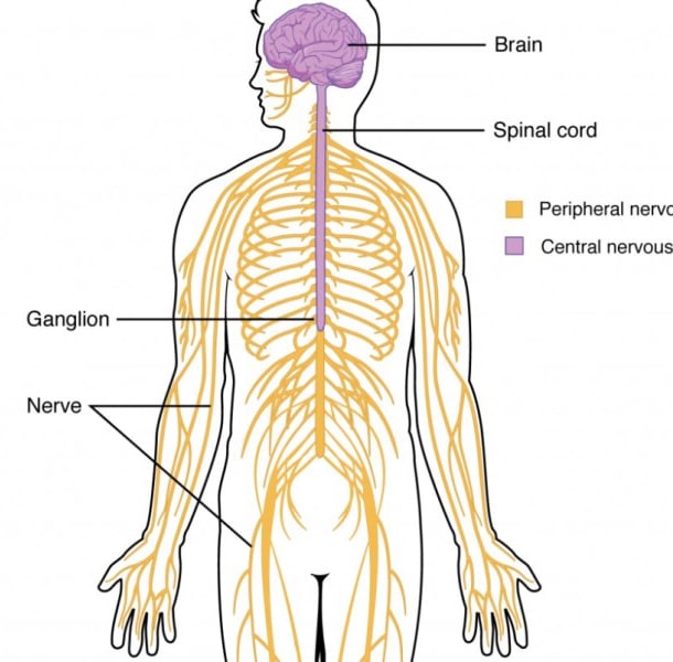 Αξιολόγηση του Αυτόνομου Νευρικού Συστήματος